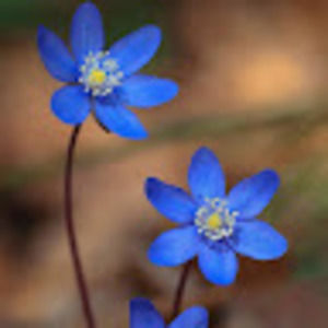 Meet your Posher, Patty